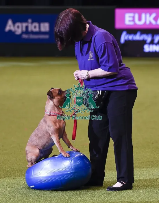 Framed Print : Crufts 2019 - Day One, NEC, UK - 7 Mar 2019