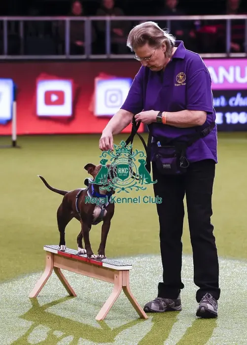 Framed Print : Crufts 2019 - Day One, NEC, UK - 7 Mar 2019 Framed Print : Crufts 2019 - Day One, NEC, UK - 7 Mar 2019