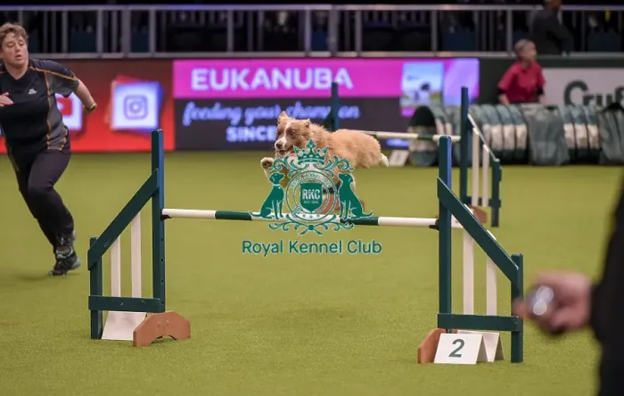 Framed Print : Crufts 2019 - Day One, NEC, UK - 7 Mar 2019 Framed Print : Crufts 2019 - Day One, NEC, UK - 7 Mar 2019