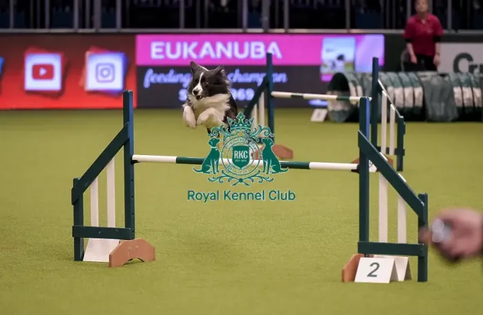 Framed Print : Crufts 2019 - Day One, NEC, UK - 7 Mar 2019 Framed Print : Crufts 2019 - Day One, NEC, UK - 7 Mar 2019