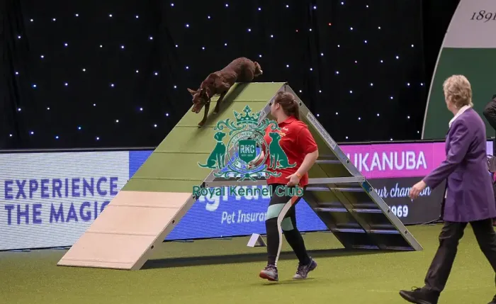 Framed Print : Crufts 2019 - Day One, NEC, UK - 7 Mar 2019 Framed Print : Crufts 2019 - Day One, NEC, UK - 7 Mar 2019