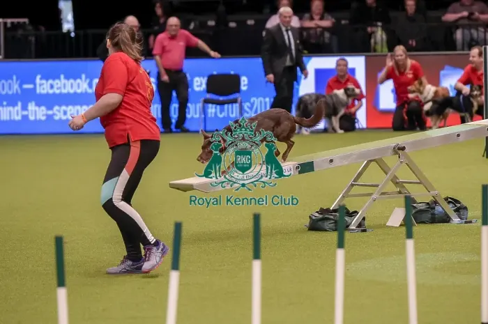 Framed Print : Crufts 2019 - Day One, NEC, UK - 7 Mar 2019 Framed Print : Crufts 2019 - Day One, NEC, UK - 7 Mar 2019