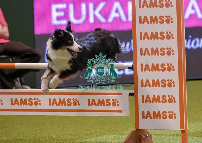 Framed Print : Crufts 2019 - Day One, NEC, UK - 7 Mar 2019 Framed Print : Crufts 2019 - Day One, NEC, UK - 7 Mar 2019