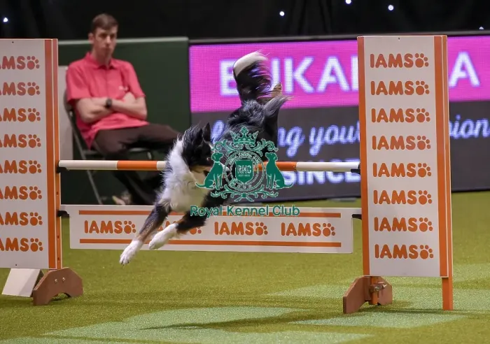 Framed Print : Crufts 2019 - Day One, NEC, UK - 7 Mar 2019 Framed Print : Crufts 2019 - Day One, NEC, UK - 7 Mar 2019