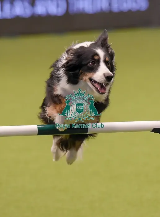 Framed Print : Crufts 2019 - Day One, NEC, UK - 7 Mar 2019 Framed Print : Crufts 2019 - Day One, NEC, UK - 7 Mar 2019