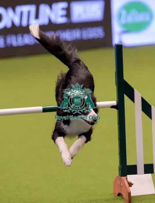 Framed Print : Crufts 2019 - Day One, NEC, UK - 7 Mar 2019 Framed Print : Crufts 2019 - Day One, NEC, UK - 7 Mar 2019