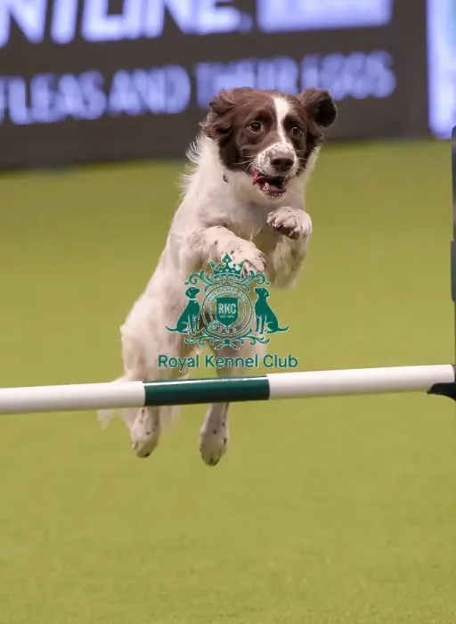 Framed Print : Crufts 2019 - Day One, NEC, UK - 7 Mar 2019 Framed Print : Crufts 2019 - Day One, NEC, UK - 7 Mar 2019