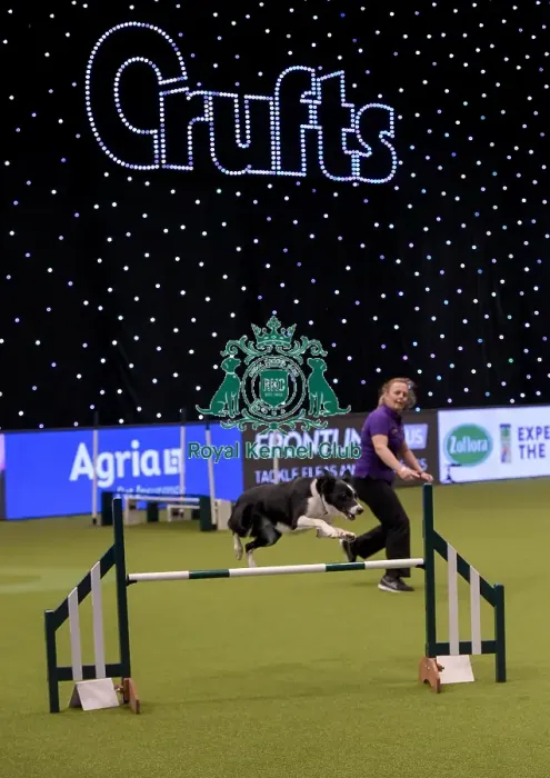 Framed Print : Crufts 2019 - Day One, NEC, UK - 7 Mar 2019 Framed Print : Crufts 2019 - Day One, NEC, UK - 7 Mar 2019