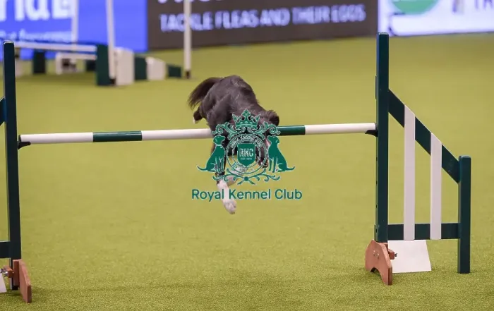 Framed Print : Crufts 2019 - Day One, NEC, UK - 7 Mar 2019