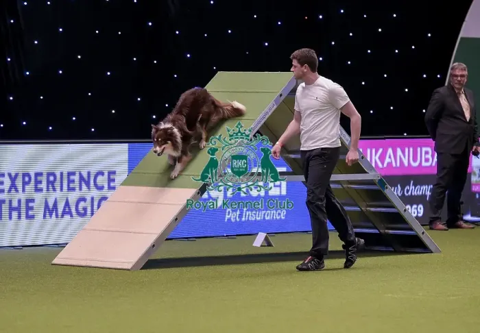 Framed Print : Crufts 2019 - Day One, NEC, UK - 7 Mar 2019 Framed Print : Crufts 2019 - Day One, NEC, UK - 7 Mar 2019
