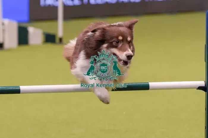 Framed Print : Crufts 2019 - Day One, NEC, UK - 7 Mar 2019 Framed Print : Crufts 2019 - Day One, NEC, UK - 7 Mar 2019
