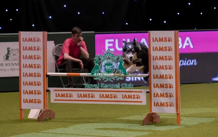Framed Print : Crufts 2019 - Day One, NEC, UK - 7 Mar 2019 Framed Print : Crufts 2019 - Day One, NEC, UK - 7 Mar 2019