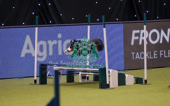 Framed Print : Crufts 2019 - Day One, NEC, UK - 7 Mar 2019 Framed Print : Crufts 2019 - Day One, NEC, UK - 7 Mar 2019