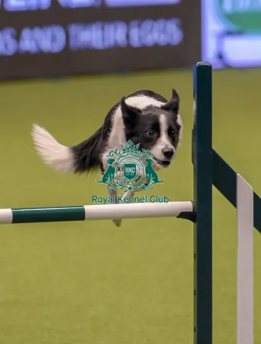 Framed Print : Crufts 2019 - Day One, NEC, UK - 7 Mar 2019 Framed Print : Crufts 2019 - Day One, NEC, UK - 7 Mar 2019