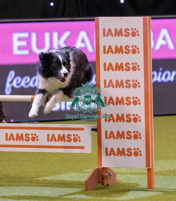 Framed Print : Crufts 2019 - Day One, NEC, UK - 7 Mar 2019 Framed Print : Crufts 2019 - Day One, NEC, UK - 7 Mar 2019