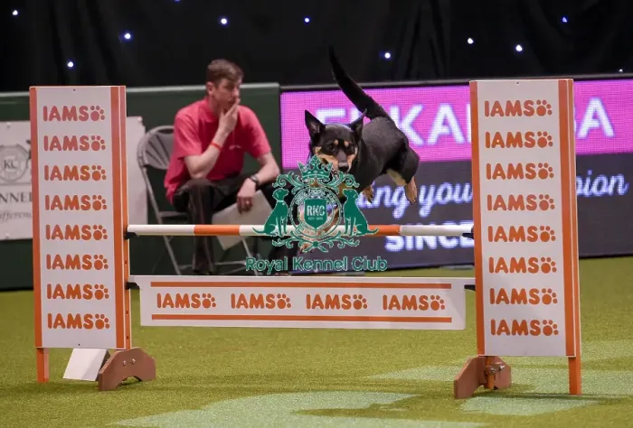Framed Print : Crufts 2019 - Day One, NEC, UK - 7 Mar 2019 Framed Print : Crufts 2019 - Day One, NEC, UK - 7 Mar 2019