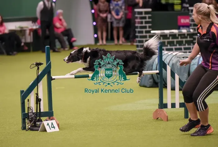 Framed Print : Crufts 2019 - Day One, NEC, UK - 7 Mar 2019 Framed Print : Crufts 2019 - Day One, NEC, UK - 7 Mar 2019