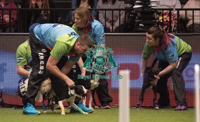 Framed Print : Crufts 2019 - Day Three, NEC, UK - 9 Mar 2019 Framed Print : Crufts 2019 - Day Three, NEC, UK - 9 Mar 2019