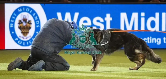 Framed Print : Crufts 2019 - Day Three, NEC, UK - 9 Mar 2019 Framed Print : Crufts 2019 - Day Three, NEC, UK - 9 Mar 2019