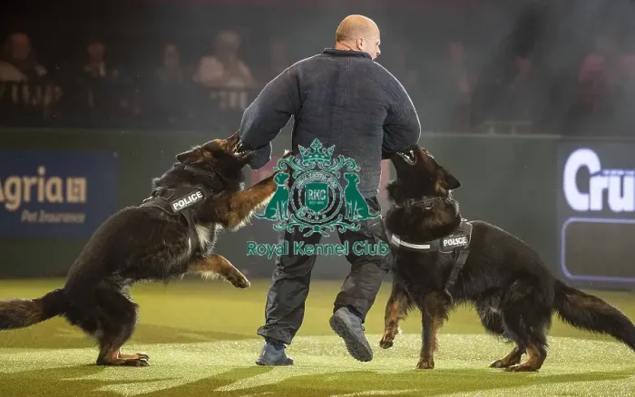 Framed Print : Crufts 2019 - Day Three, NEC, UK - 9 Mar 2019