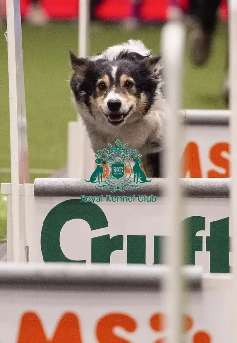 Framed Print : Crufts 2019 - Day Three, NEC, UK - 9 Mar 2019 Framed Print : Crufts 2019 - Day Three, NEC, UK - 9 Mar 2019