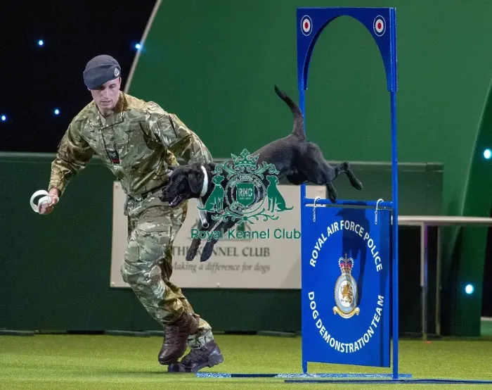 Framed Print : Crufts 2019 - Day Three, NEC, UK - 9 Mar 2019 Framed Print : Crufts 2019 - Day Three, NEC, UK - 9 Mar 2019