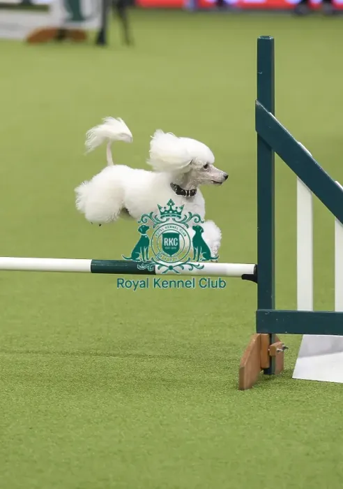 Framed Print : Crufts 2019 - Day Three, NEC, UK - 9 Mar 2019 Framed Print : Crufts 2019 - Day Three, NEC, UK - 9 Mar 2019