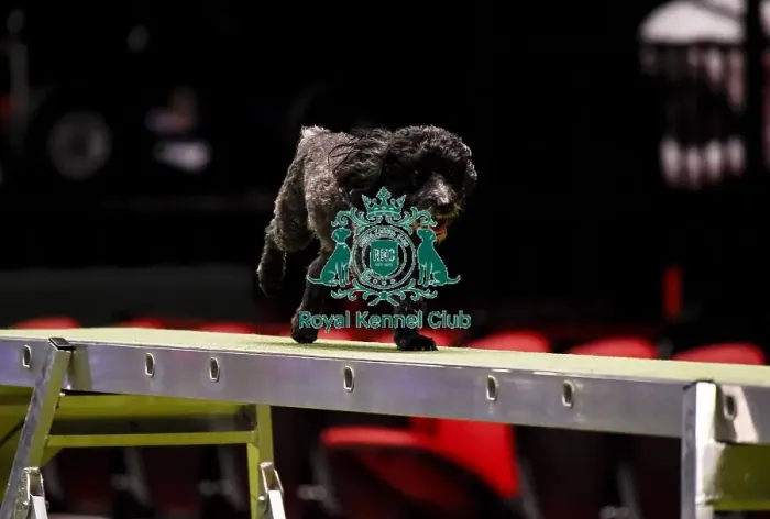 Framed Print : Crufts 2019 - Day Three, NEC, UK - 9 Mar 2019