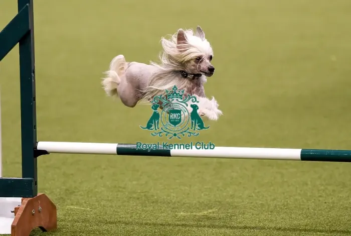 Framed Print : Crufts 2019 - Day Three, NEC, UK - 9 Mar 2019 Framed Print : Crufts 2019 - Day Three, NEC, UK - 9 Mar 2019