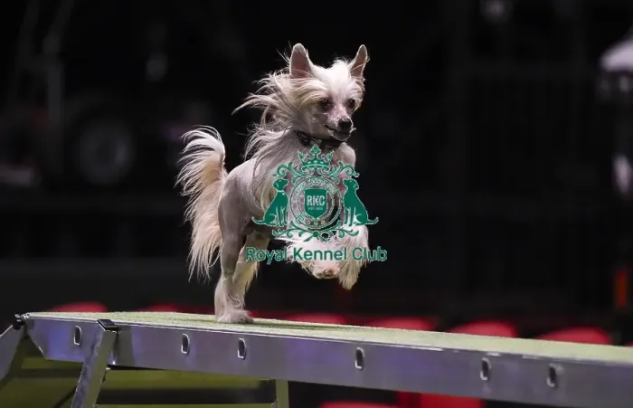 Framed Print : Crufts 2019 - Day Three, NEC, UK - 9 Mar 2019 Framed Print : Crufts 2019 - Day Three, NEC, UK - 9 Mar 2019
