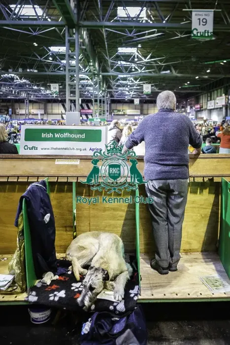 Framed Print : Crufts 2019 - Day Three, NEC, UK - 9 Mar 2019 Framed Print : Crufts 2019 - Day Three, NEC, UK - 9 Mar 2019