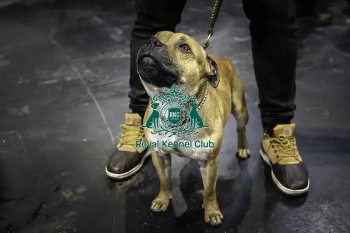Framed Print : Crufts 2019 - Day Three, NEC, UK - 9 Mar 2019 Framed Print : Crufts 2019 - Day Three, NEC, UK - 9 Mar 2019