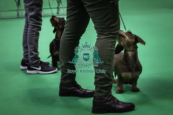 Framed Print : Crufts 2019 - Day Three, NEC, UK - 9 Mar 2019 Framed Print : Crufts 2019 - Day Three, NEC, UK - 9 Mar 2019