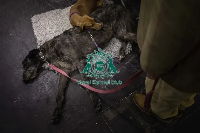 Framed Print : Crufts 2019 - Day Three, NEC, UK - 9 Mar 2019