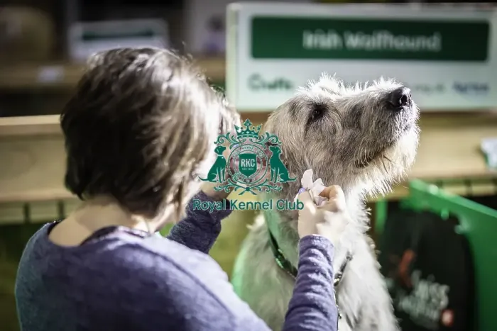 Framed Print : Crufts 2019 - Day Three, NEC, UK - 9 Mar 2019 Framed Print : Crufts 2019 - Day Three, NEC, UK - 9 Mar 2019
