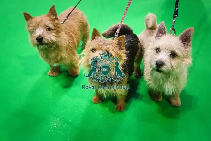 Framed Print : Crufts 2019 - Day Three, NEC, UK - 9 Mar 2019 Framed Print : Crufts 2019 - Day Three, NEC, UK - 9 Mar 2019