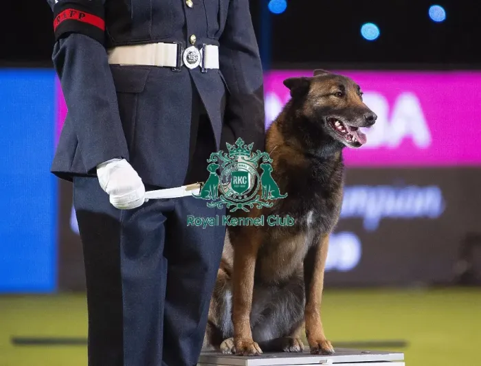 Framed Print : Crufts 2019 - Day Three, NEC, UK - 9 Mar 2019 Framed Print : Crufts 2019 - Day Three, NEC, UK - 9 Mar 2019