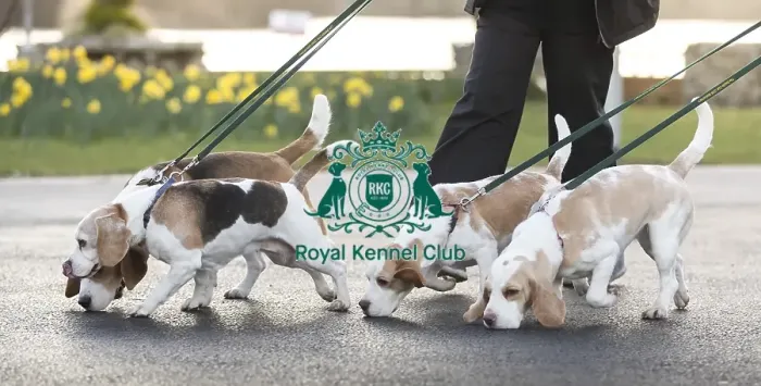Framed Print : Crufts 2019 - Day Three, NEC, UK - 9 Mar 2019 Framed Print : Crufts 2019 - Day Three, NEC, UK - 9 Mar 2019