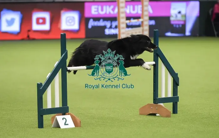 Framed Print : Crufts 2019 - Day Three, NEC, UK - 9 Mar 2019 Framed Print : Crufts 2019 - Day Three, NEC, UK - 9 Mar 2019