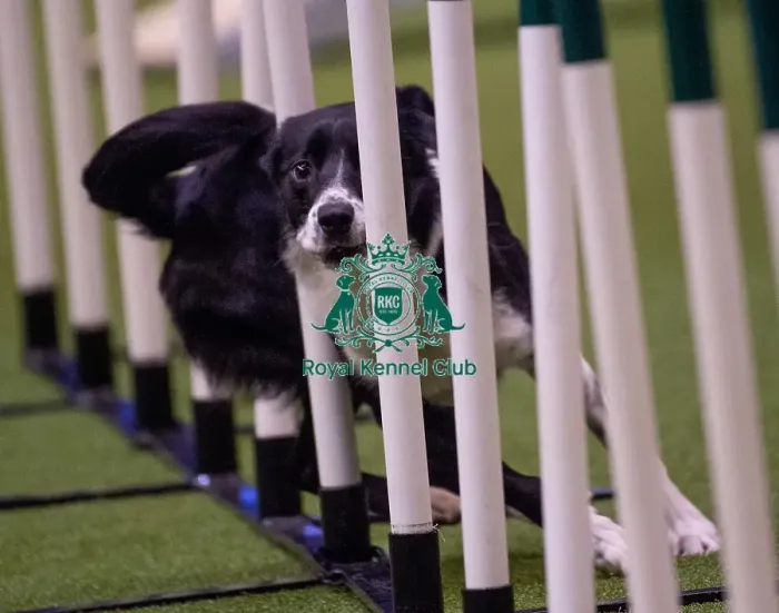 Framed Print : Crufts 2019 - Day Three, NEC, UK - 9 Mar 2019 Framed Print : Crufts 2019 - Day Three, NEC, UK - 9 Mar 2019
