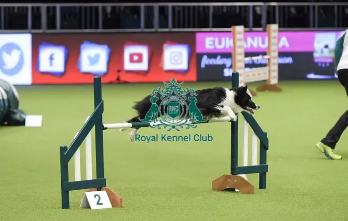 Framed Print : Crufts 2019 - Day Three, NEC, UK - 9 Mar 2019 Framed Print : Crufts 2019 - Day Three, NEC, UK - 9 Mar 2019