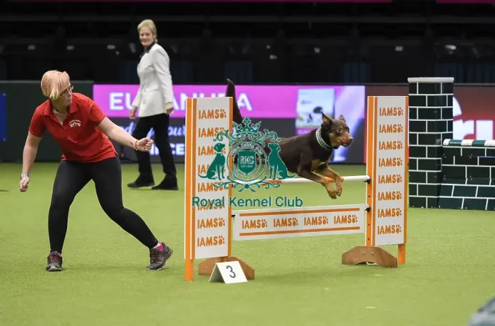 Framed Print : Crufts 2019 - Day Three, NEC, UK - 9 Mar 2019 Framed Print : Crufts 2019 - Day Three, NEC, UK - 9 Mar 2019