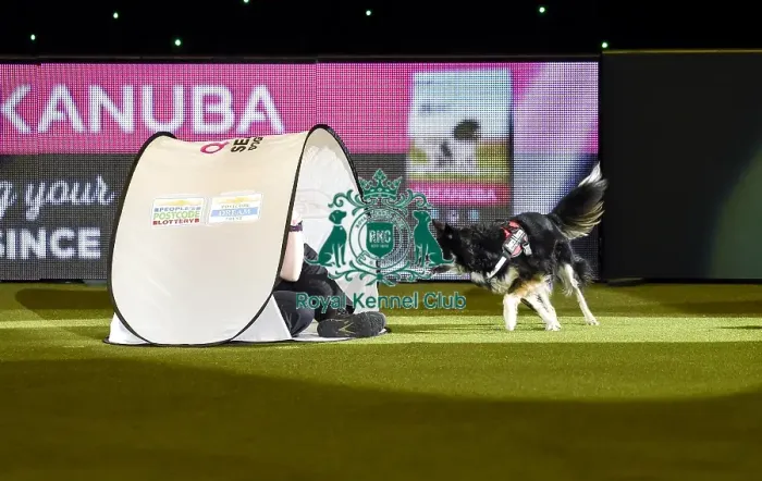 Framed Print : Crufts 2019 - Day Three, NEC, UK - 9 Mar 2019 Framed Print : Crufts 2019 - Day Three, NEC, UK - 9 Mar 2019