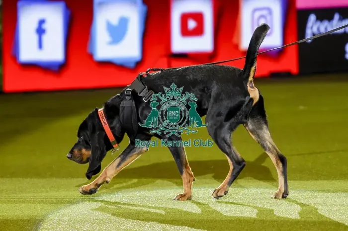 Framed Print : Crufts 2019 - Day Three, NEC, UK - 9 Mar 2019 Framed Print : Crufts 2019 - Day Three, NEC, UK - 9 Mar 2019
