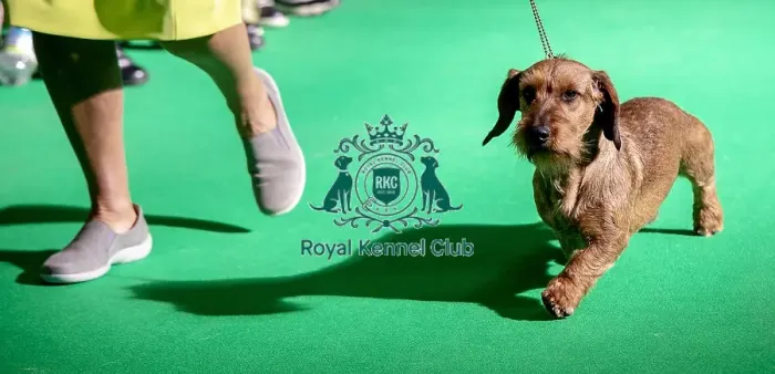 Framed Print : Crufts 2019 - Day Three, NEC, UK - 9 Mar 2019 Framed Print : Crufts 2019 - Day Three, NEC, UK - 9 Mar 2019