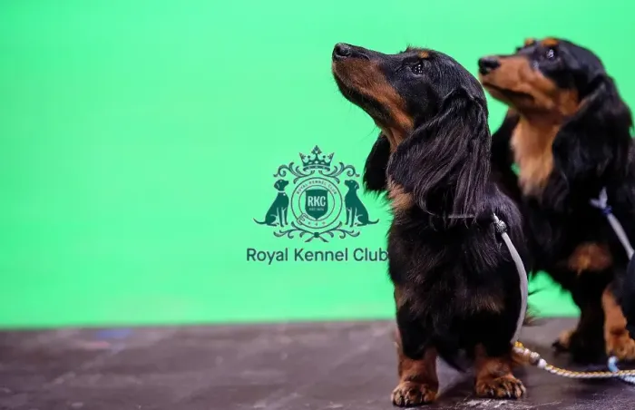 Framed Print : Crufts 2019 - Day Three, NEC, UK - 9 Mar 2019 Framed Print : Crufts 2019 - Day Three, NEC, UK - 9 Mar 2019