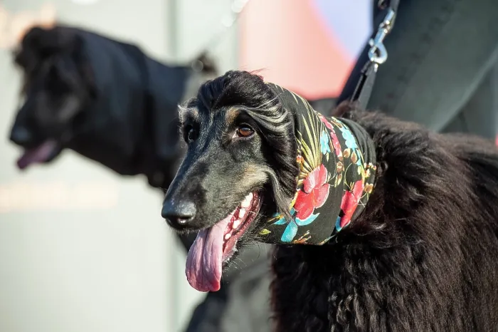 Framed Print : Crufts 2019 - Day Three, NEC, UK - 9 Mar 2019 Framed Print : Crufts 2019 - Day Three, NEC, UK - 9 Mar 2019
