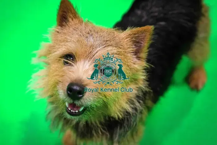 Framed Print : Crufts 2019 - Day Three, NEC, UK - 9 Mar 2019
