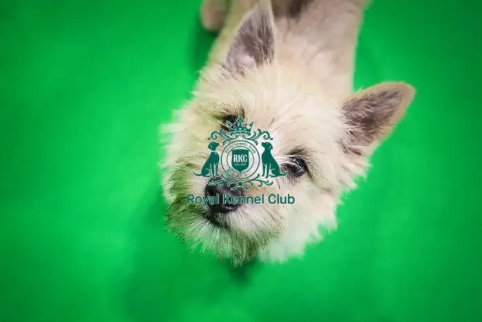 Framed Print : Crufts 2019 - Day Three, NEC, UK - 9 Mar 2019 Framed Print : Crufts 2019 - Day Three, NEC, UK - 9 Mar 2019