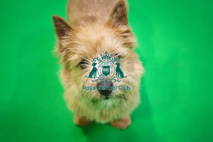 Framed Print : Crufts 2019 - Day Three, NEC, UK - 9 Mar 2019 Framed Print : Crufts 2019 - Day Three, NEC, UK - 9 Mar 2019